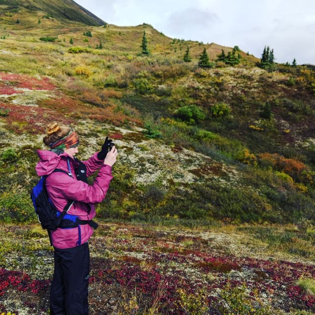 Denali: 5-Hour Guided Wilderness Hiking Tour - Pickup from seven Denali area hotels