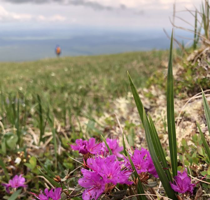 Denali: Denali National Park Walking Tour - A good choice for curious families and first-time walkers