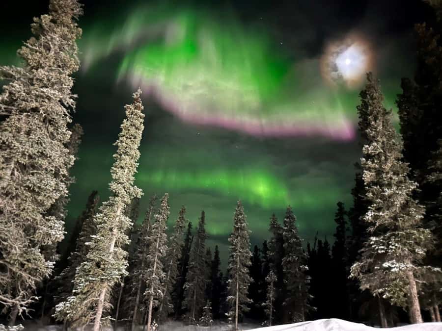 Denali National Park: Full-Day Fairbanks-Denali Adventure - Key points to know before booking