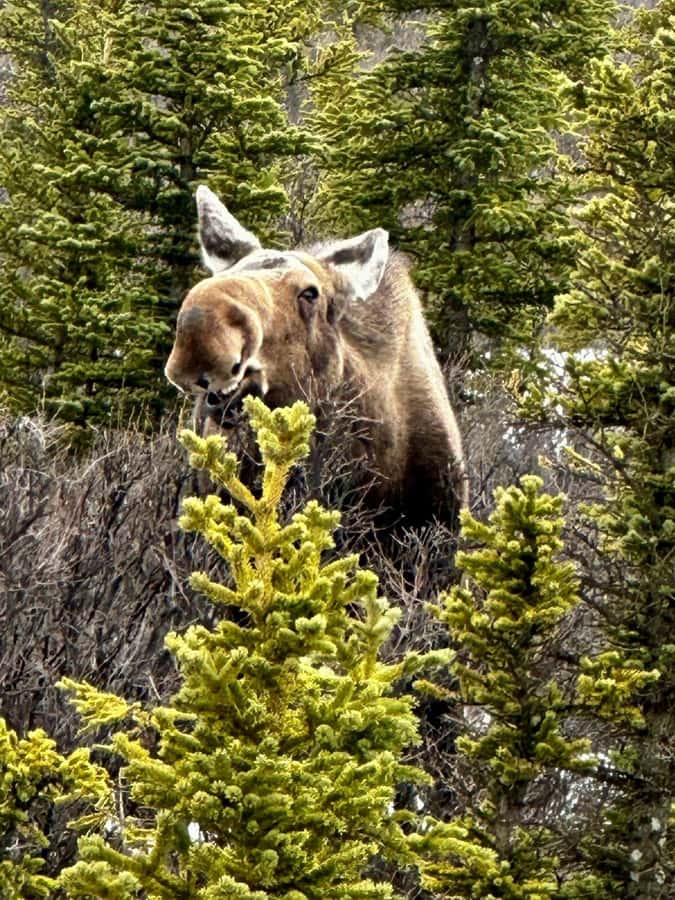 Denali National Park: Full-Day Fairbanks-Denali Adventure - Is $499 a fair price?