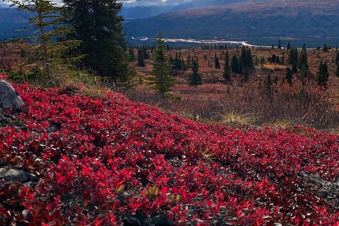Denali Naturalist Walking Tour - Is $132 a fair price?