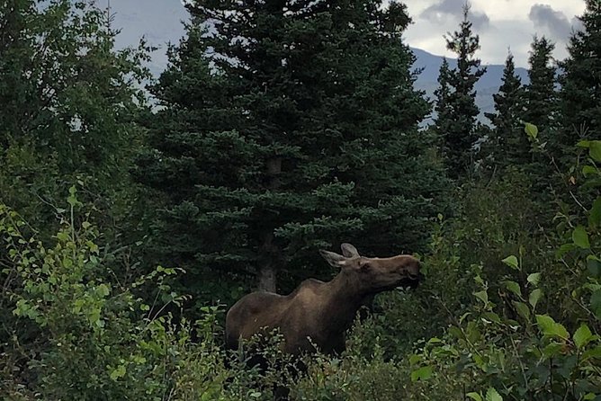 Denali Naturalist Walking Tour - Timing, weather, and cancellation details