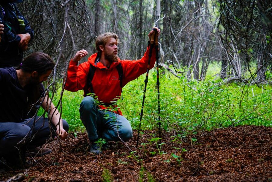 Denali: Naturalist Walking Tour in Denali National Park - Key points at a glance