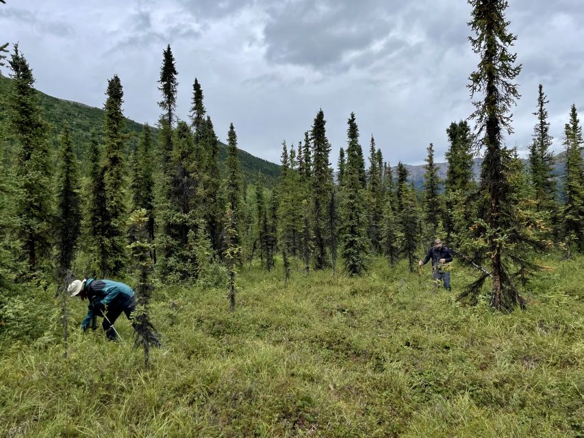 Denali: Naturalist Walking Tour in Denali National Park - What the guides add to the experience