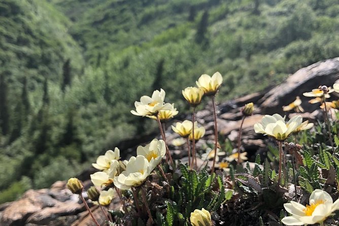 Denali Naturalist Walking Tour - The Denali National Park stop: forest, tundra, and river country