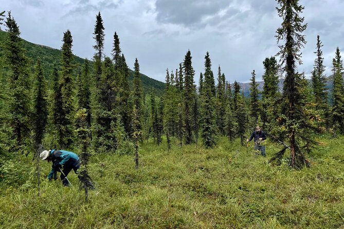 Denali Park Nature Walk (3 Hours) w/Expert Naturalist - Who Will Enjoy This Most?
