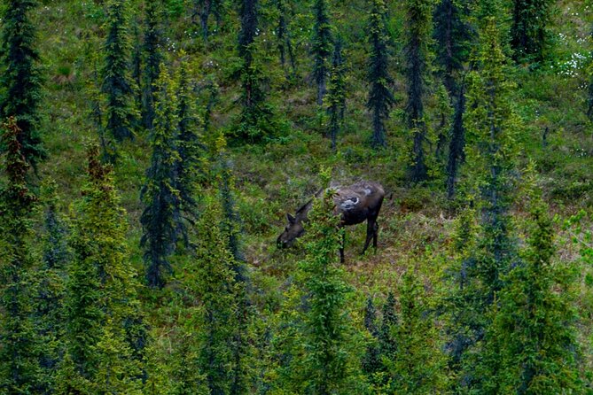 Denali Park Nature Walk (3 Hours) w/Expert Naturalist - What You Study in the Boreal Forest