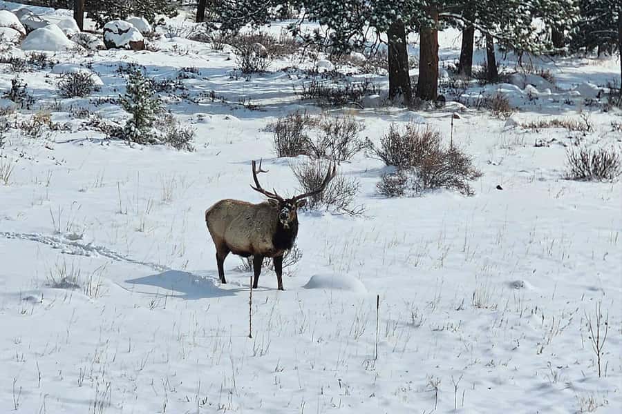 Denver/Boulder: Rocky Mountain National Park Tour - Estes Park and the first mountain views