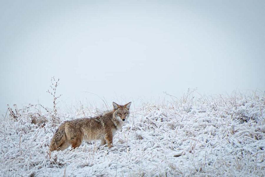 Denver: Private Rocky Mountain National Park Wildlife Tour - Practical tips for making the day work