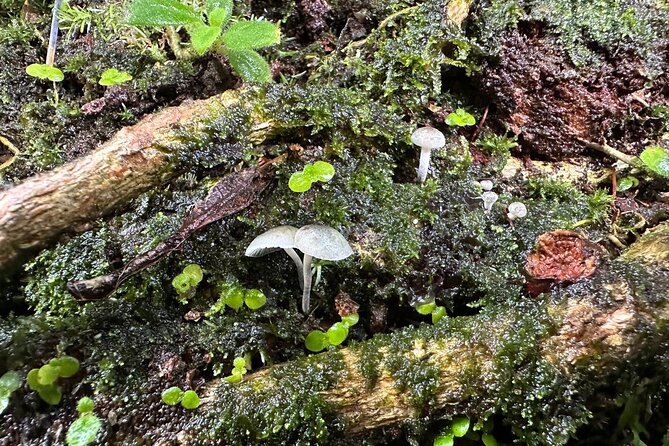 Discover El Yunque National Park: Half-Day Rainforest Tour - Practical preparation for a wet morning