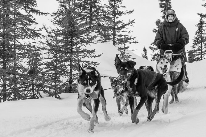Dog Sledding - Subarctic Wilderness Tour - Meeting the dogs at a Nenana racing kennel