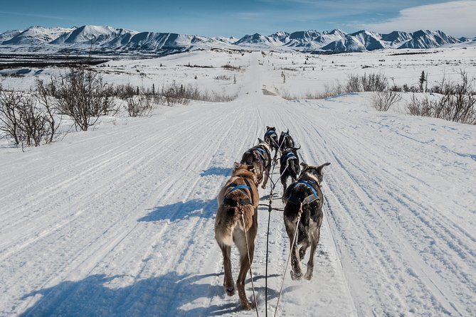 Dog Sledding - Subarctic Wilderness Tour - Riding behind a world-class sled team