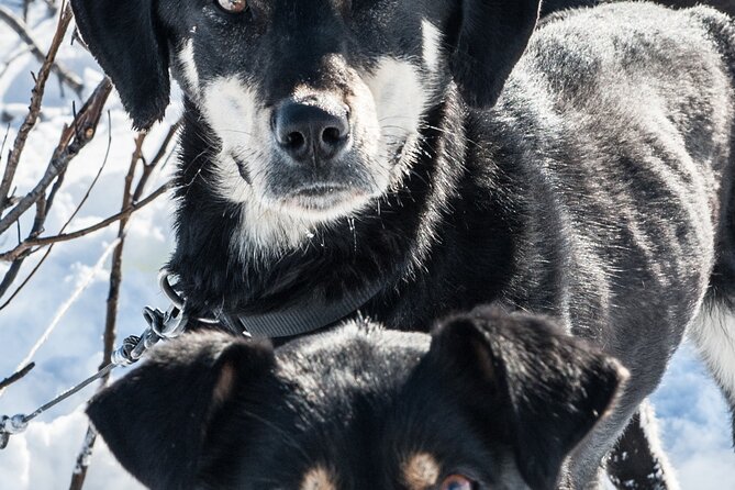 Dog Sledding - Subarctic Wilderness Tour - Arctic gear makes the cold more manageable