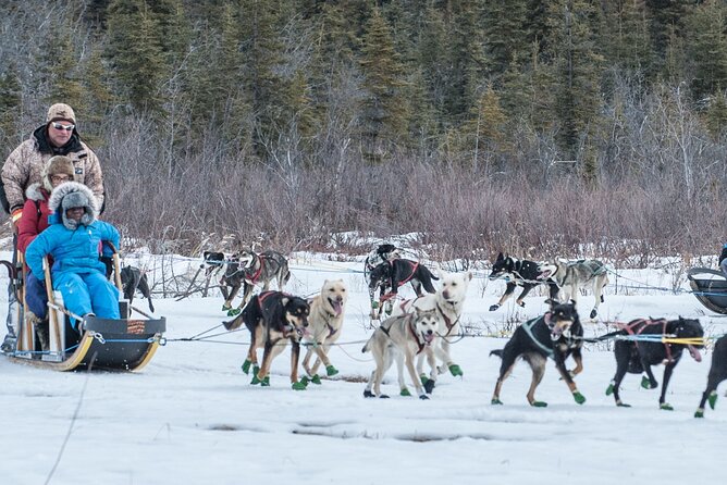 Dog Sledding - Subarctic Wilderness Tour - Two hours with a clear, focused schedule