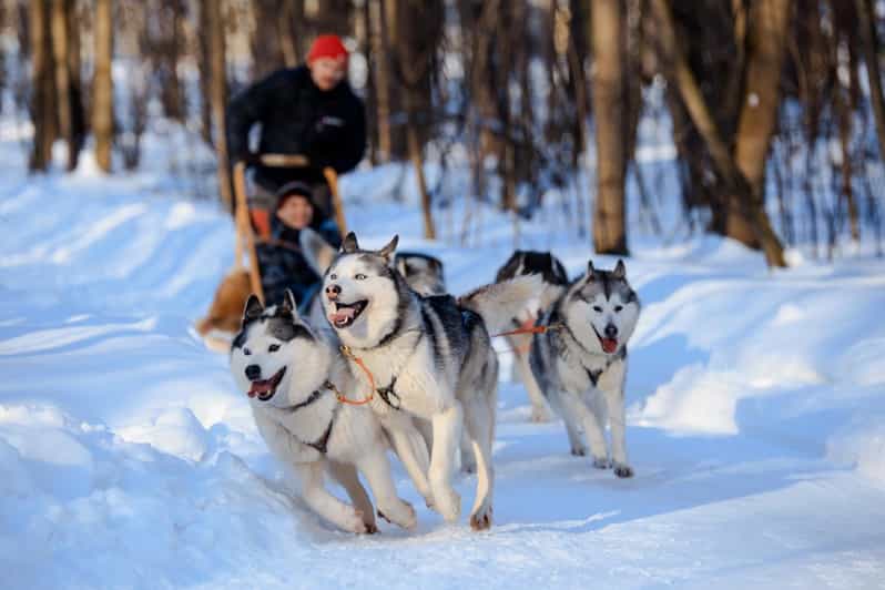 Dog Sledding , Terelj National park ,Chinggis Khaan statue - Aryabal Monastery and a quieter pause