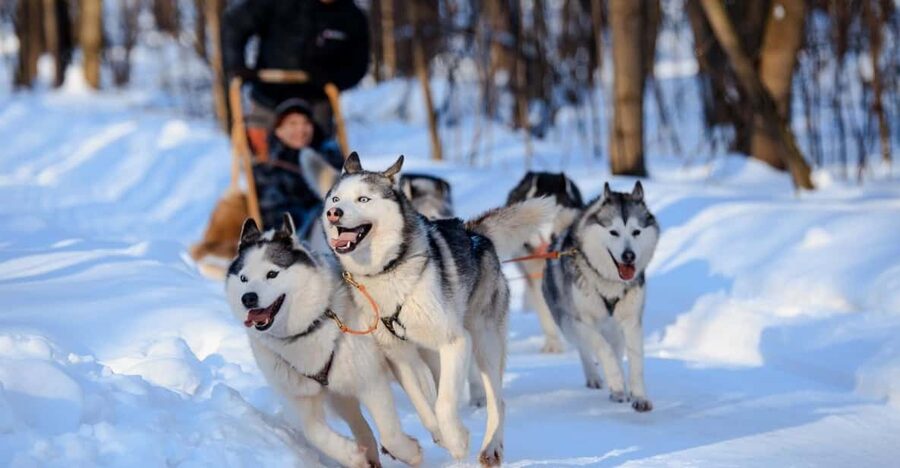 Dog Sledding , Terelj National park ,Chinggis Khaan statue - Riding with the sled dogs in the snow