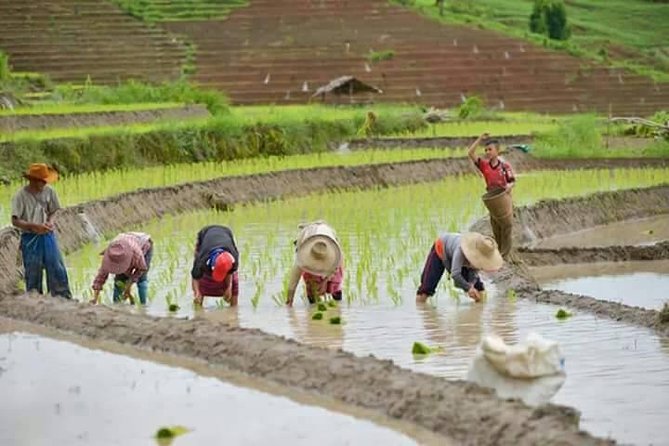Doi inthanon National Park + 2Hour Fantastic Trekking with Lunch - Lunch and the Karen village at Ban Mae Klang Luang
