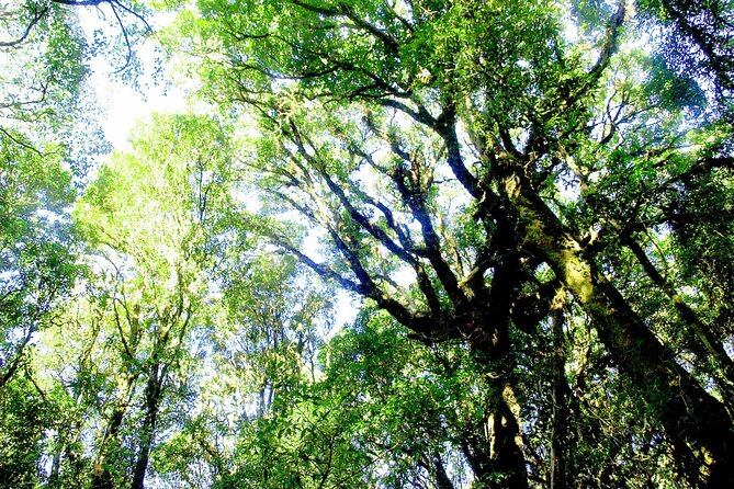 Doi Inthanon National Park, Waterfall & Royal Project Day Tour From Chiang Mai - How much walking should you expect?