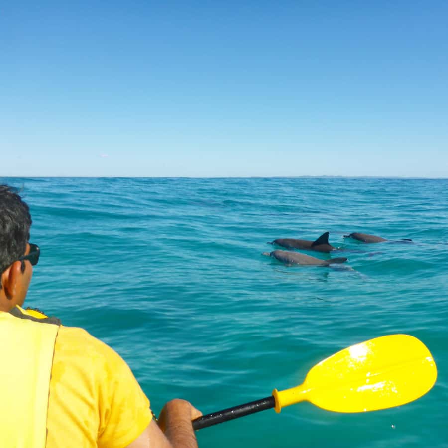 Dolphin Kayak Tour & Beach 4X4 National Park Tour (Private) - Key points at a glance