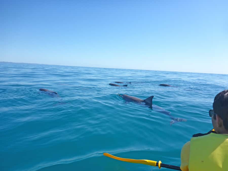 Dolphin Kayak Tour & Beach 4X4 National Park Tour (Private) - The Great Beach Drive from Noosa to Double Island Point
