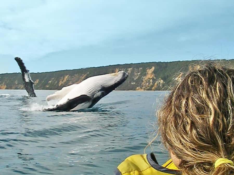 Dolphin Kayak Tour & Beach 4X4 National Park Tour (Private) - Crossing to the park and reaching Honeymoon Bay
