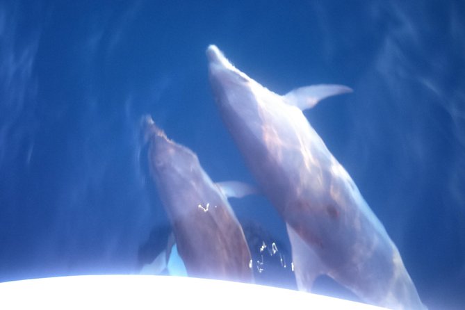 Dolphins Watching in the National Park Brijuni from Pula - Dinner on board, with an honest look at the food