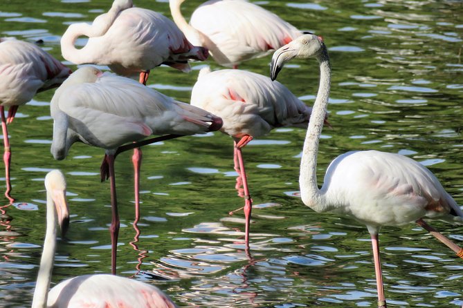 Donana National Park and El Rocío: Guided Tour from Seville - Key points to know before you book