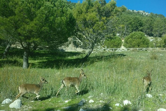 Donana National Park and El Rocío: Guided Tour from Seville - The early pickup and ride out of Seville