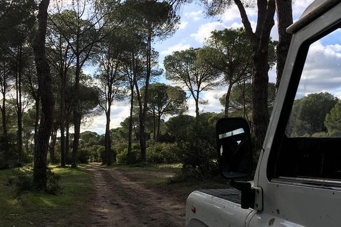 Donana National Park and El Rocío: Guided Tour from Seville - The 4x4 return and the chance of a lynx