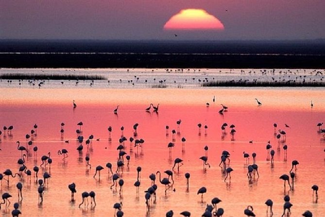 Donana National Park: Guided Day Tour from Seville - Why Doñana makes a good break from Seville