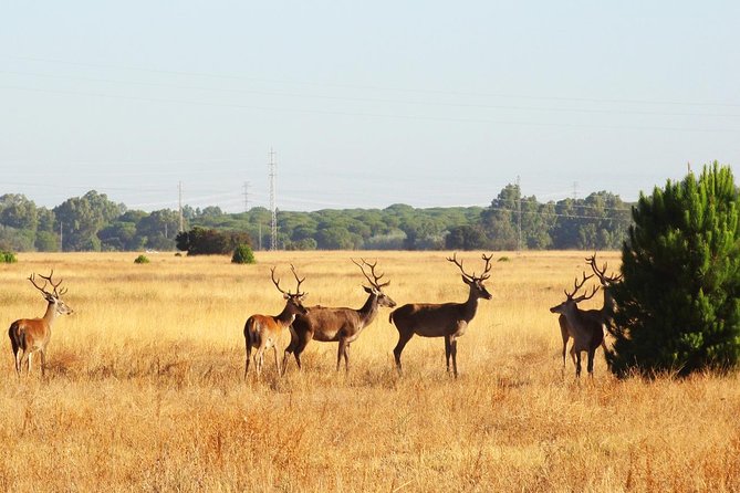 Donana National Park: Guided Day Tour from Seville - Weather, flooding, and seasonal changes