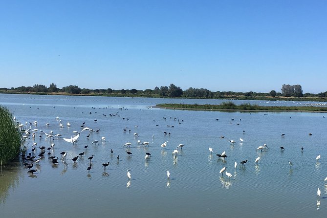 Donana National Park: Guided Day Tour from Seville - What the $95.34 price covers