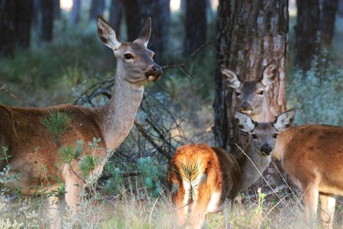 Donana National Park: Guided Day Tour from Seville - Matalascañas Beach and the Atlantic air