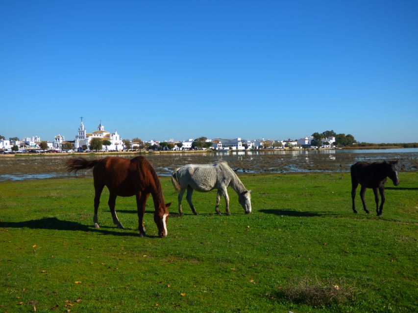 Doñana National Park Off-Road Tour from Seville - Who should book this Doñana tour