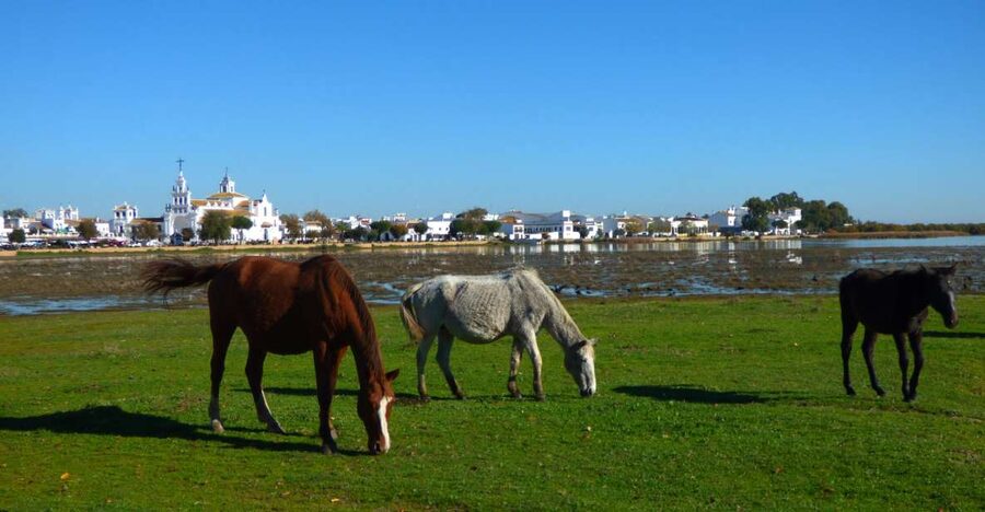 Doñana National Park Off-Road Tour from Seville - The Atlantic beach and Spain’s longest shore