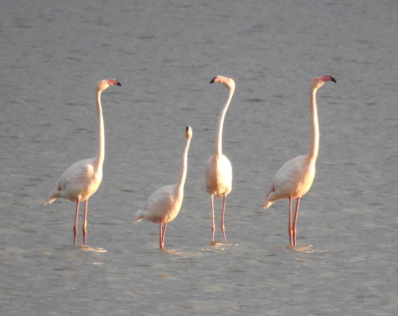 Doñana National Park Off-Road Tour from Seville - What the $105 price really covers