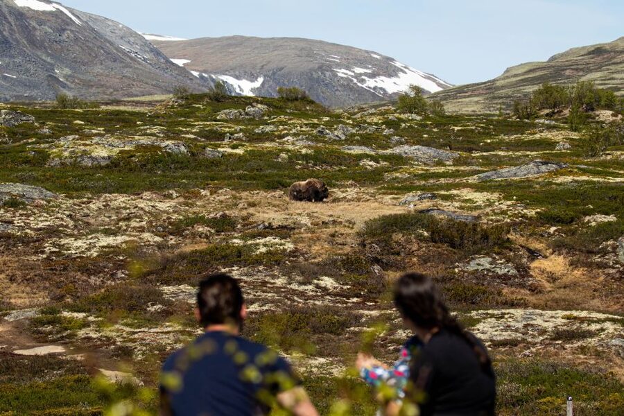 Dovrefjell National Park: Hiking Tour and Musk Ox Safari - Key points to know before booking