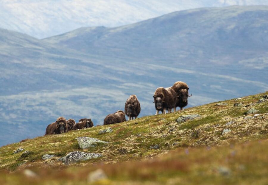 Dovrefjell National Park: Hiking Tour and Musk Ox Safari - Why Dovrefjell is a good place to search for musk ox