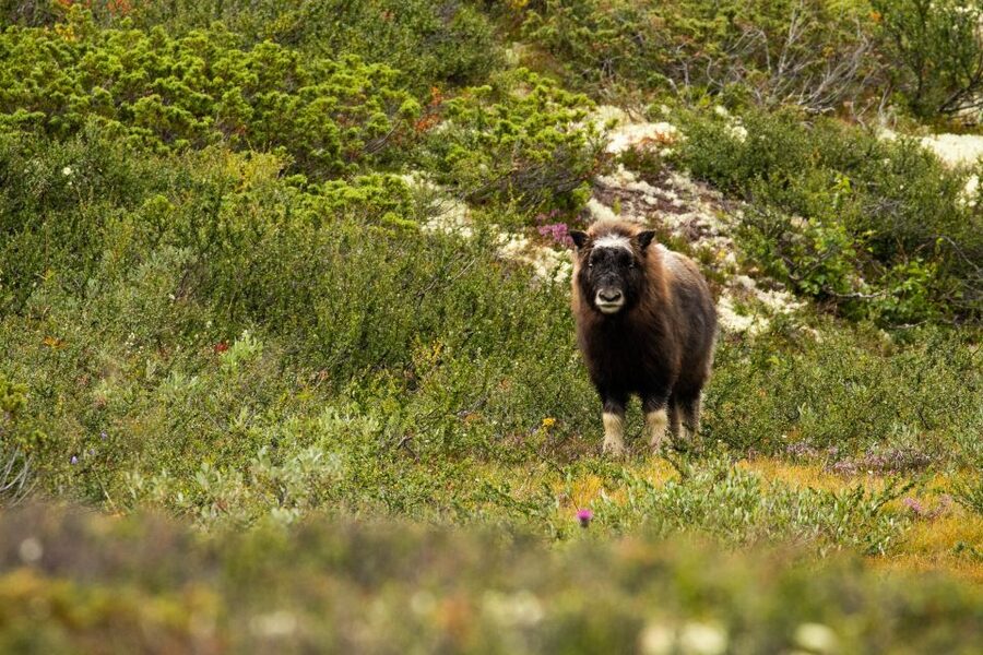 Dovrefjell National Park: Hiking Tour and Musk Ox Safari - Watching musk ox from a responsible distance