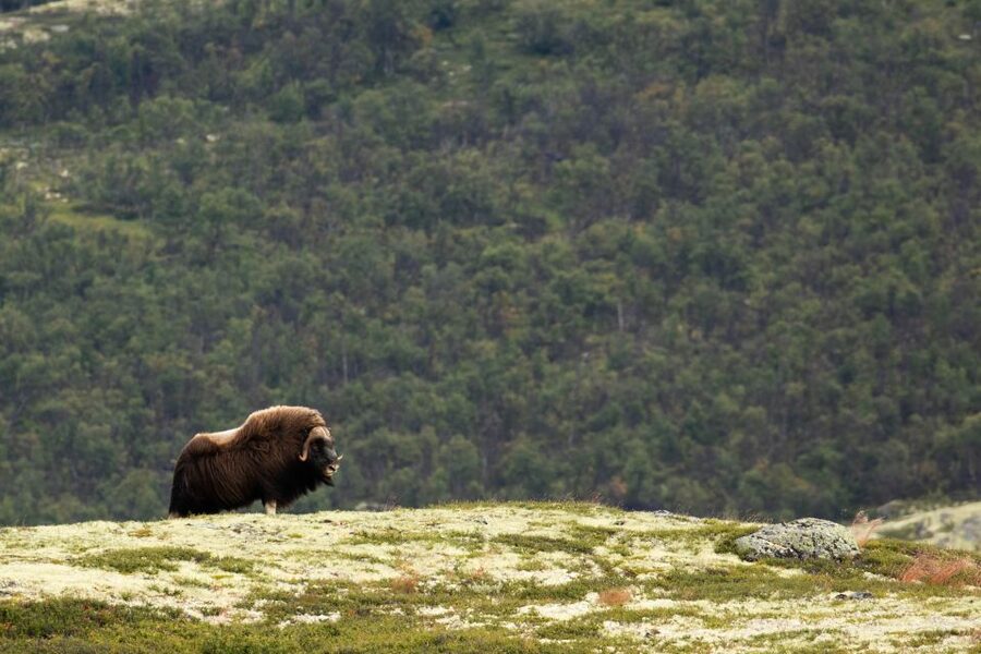 Dovrefjell National Park: Hiking Tour and Musk Ox Safari - Weather, clothing, and food you must carry