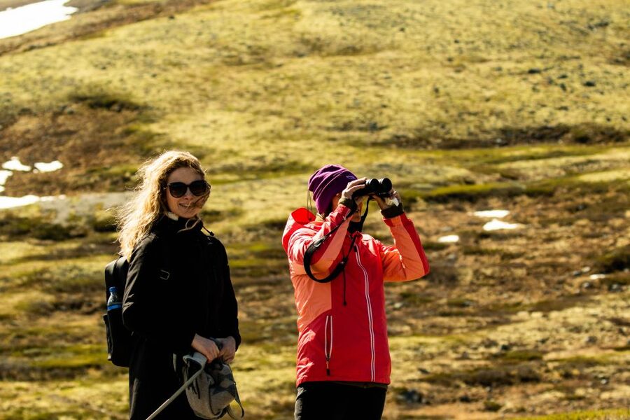 Dovrefjell National Park: Hiking Tour and Musk Ox Safari - What the $64 price gives you