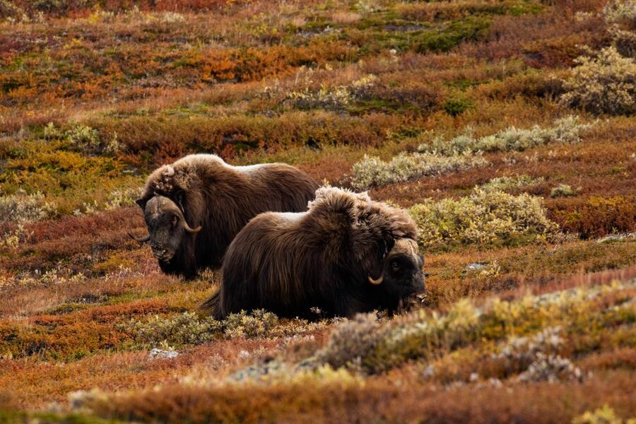 Dovrefjell National Park: Hiking Tour and Musk Ox Safari - Final verdict: book it for the search, not a guarantee