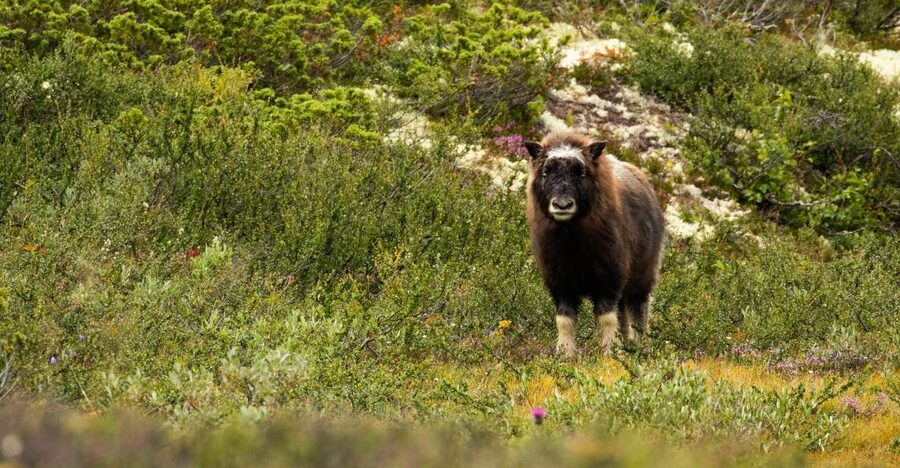 Dovrefjell National Park: Hiking Tour and Musk Ox Safari - Meeting at Hjerkinn and avoiding the wrong bus