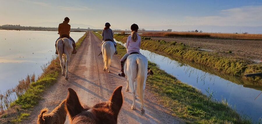 Ebro Delta National Park: Guided Horseback Riding Tour - A gentle route through the Ebro Delta