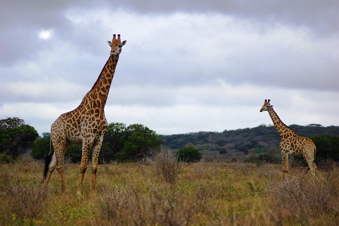 Economic 1Day Maputo Special Reserve Safari(Maputo National Park) - What makes this Maputo safari worth considering