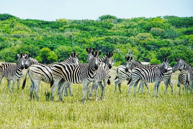 Economic 1Day Maputo Special Reserve Safari(Maputo National Park) - A young reserve with a different safari feel