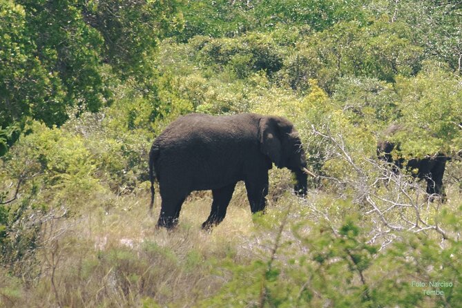 Economic 1Day Maputo Special Reserve Safari(Maputo National Park) - What a private guide adds to the day