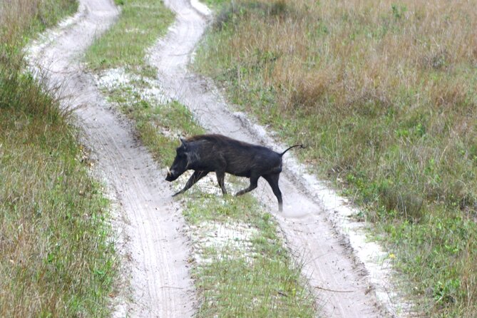 Economic 1Day Maputo Special Reserve Safari(Maputo National Park) - The real cost of the $205 price