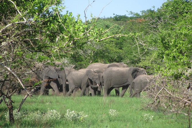 Economic 1Day Maputo Special Reserve Safari(Maputo National Park) - Who will enjoy this day trip most