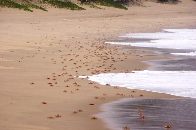 Economic 1Day Maputo Special Reserve Safari(Maputo National Park) - Leaving Maputo at 7:00 am